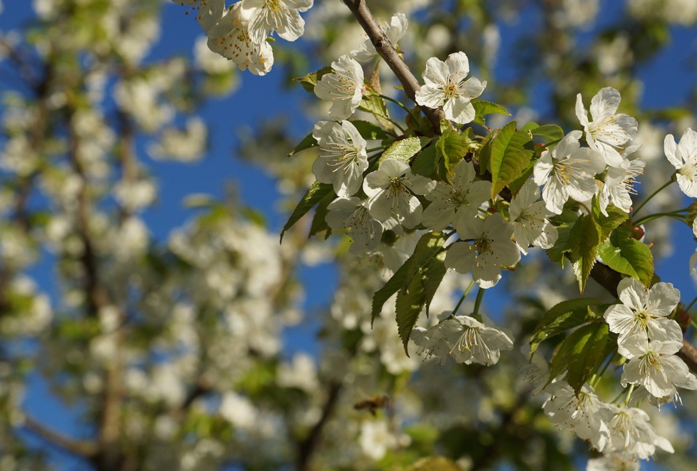 spring-baum