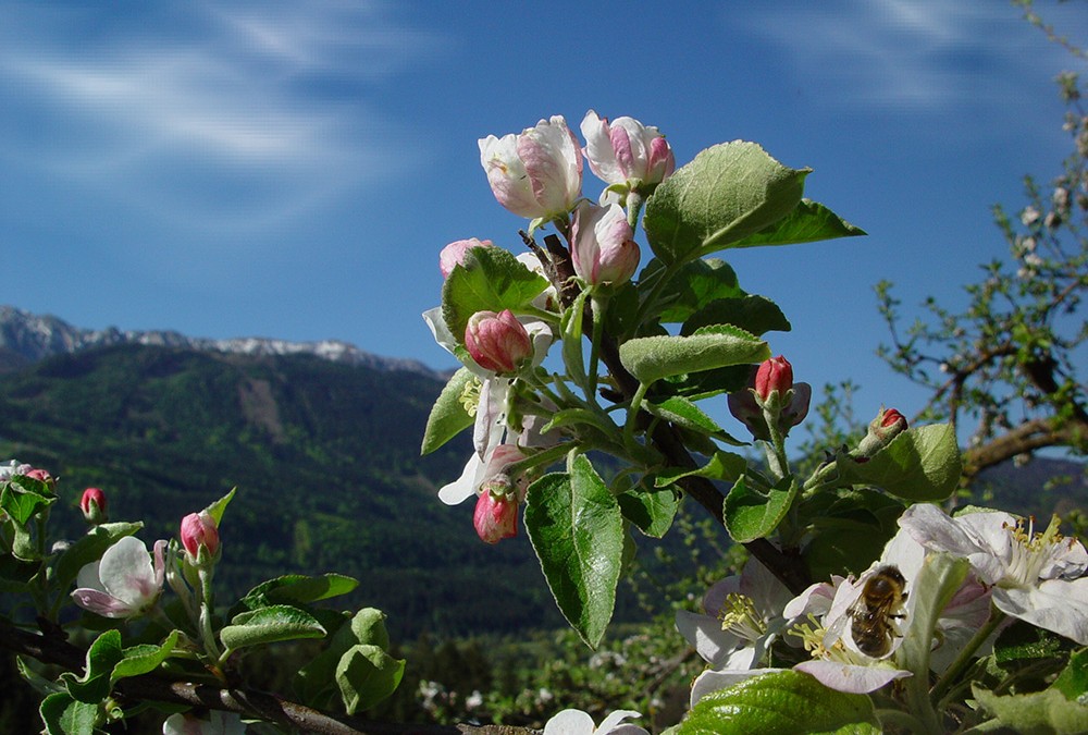 spring-blumen01